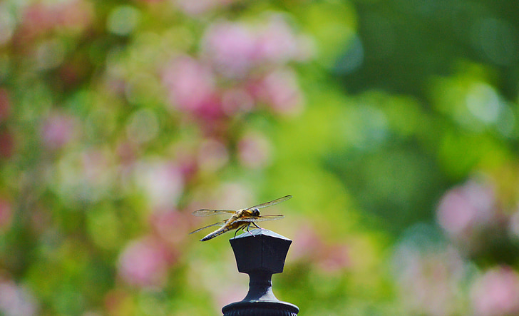 dragonfly, insect, wing, flight insect, nature, animal, garden