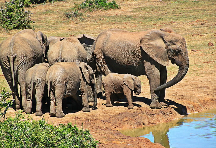 elefant, dyr, flokk med elefanter, elefant familie, Afrika, Sør-Afrika, afrikanske bushen elefant