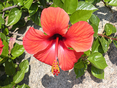hibiscus, flower, red, blossom, bloom