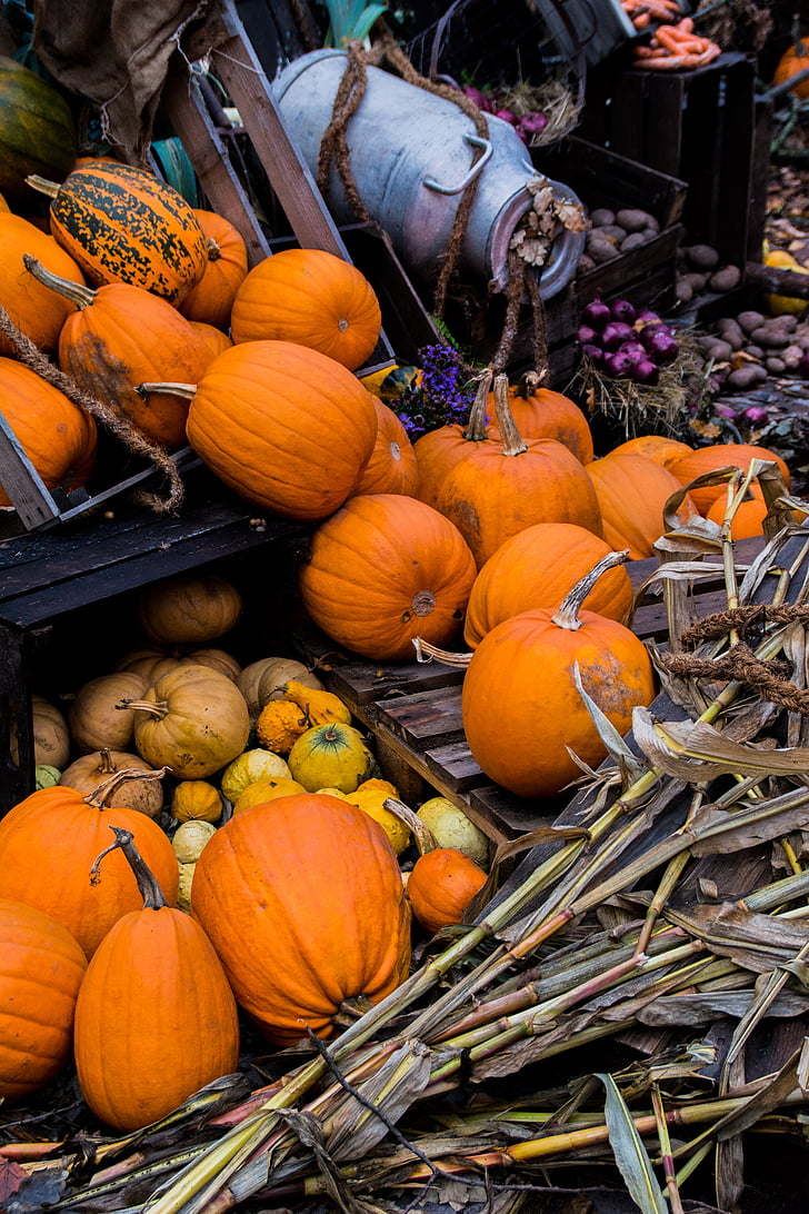 Halloween, høst, gresskar, vegetabilsk, oransje, landbruk, mat