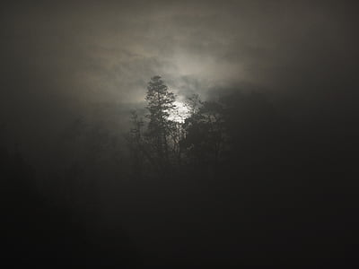 fog, woods, foogy, misty, landscape, forest, trees