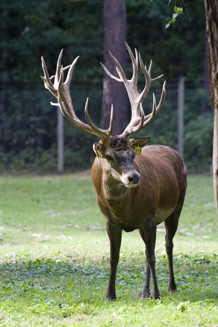red deer, capital, antler, handsome, graze, wildlife park, forestry