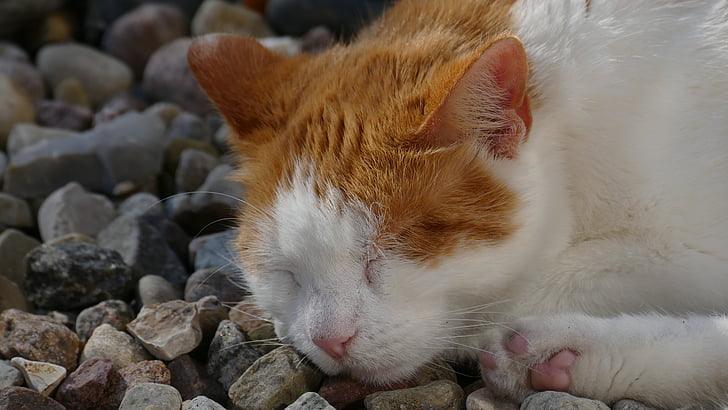 кішка, сон, Червоний кіт, ПЕТ, відпочинок, кошеня, лежачи