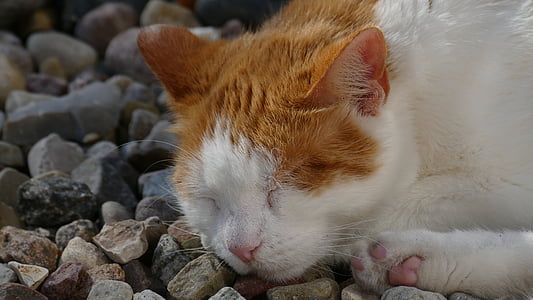 kočka, spánek, Zámecká zahrada, domácí zvíře, odpočinek, kotě, ležící