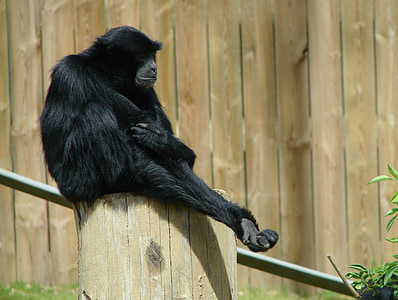 siamang, Gibbon, primate, sentado, flora y fauna, naturaleza, Parque zoológico