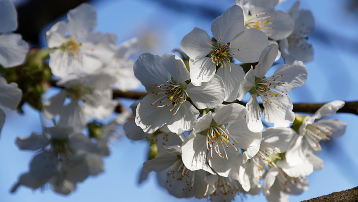 Cherry blossom, forår, hvid, blomster, hvid pragt, natur, frühlingsanfang