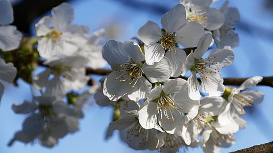 Чери Блосъм, Пролет, бяло, цветя, бял блясък, природата, frühlingsanfang