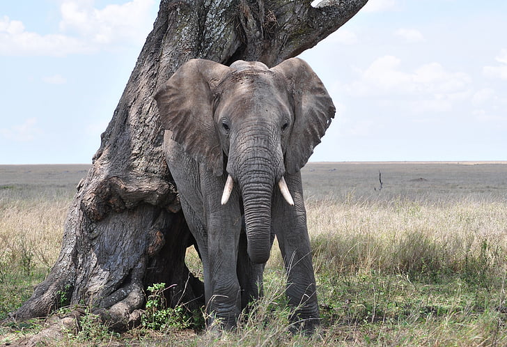 elefante, Serengeti, Africa, Tanzania, Parco nazionale, Loxodonta africana, elefante africano
