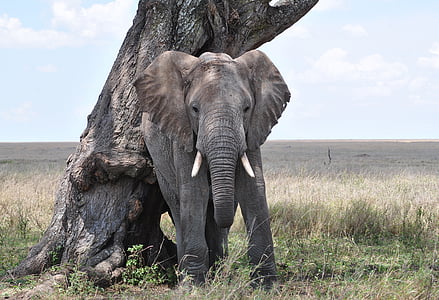ช้าง, เซเรนเกติ, แอฟริกา, แทนซาเนีย, อุทยานแห่งชาติ, ช้างพุ่มไม้แอฟริกา, ช้างแอฟริกา