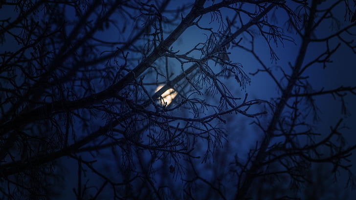 blue night, moon, winter, moonlight, starry, night, tree