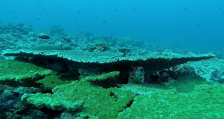 Tortue, monde sous-marin, sous l’eau, plongée sous-marine, fermer, corail, Créature :