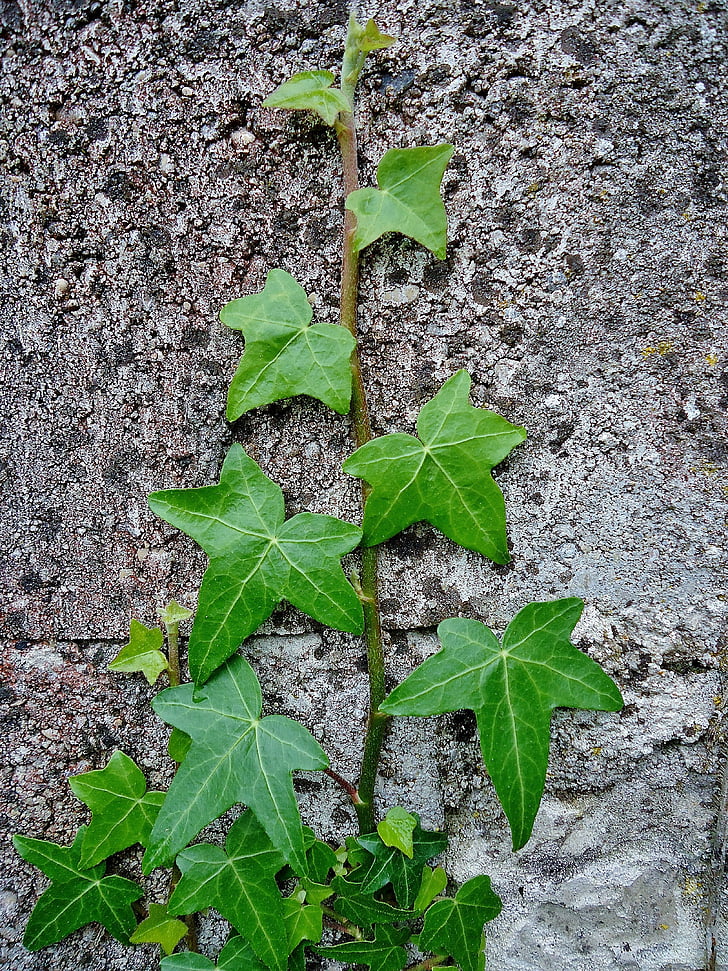 Ivy, væg, grøn, blade, blad, grå, natur