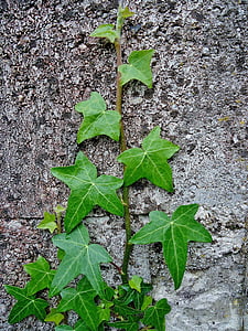 ivy, wall, green, leaves, leaf, grey, nature