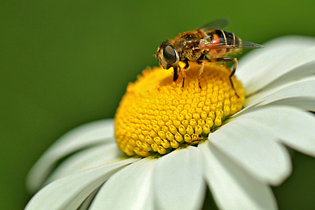 serangga, hoverfly, schwebbiene, lebah, hewan, Marguerite, Blossom