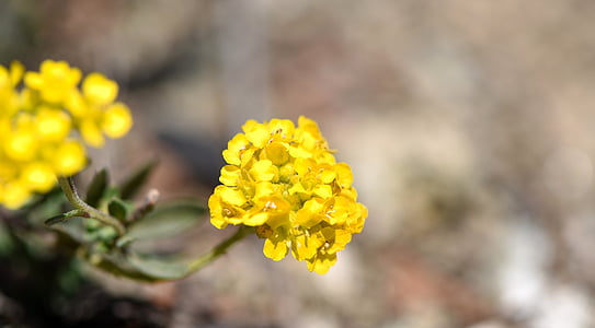 flower, yellow, spring flower, stone herb, yellow flower, early bloomer, spring