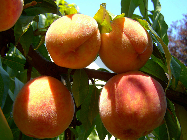 peach, ripe fruit, summer