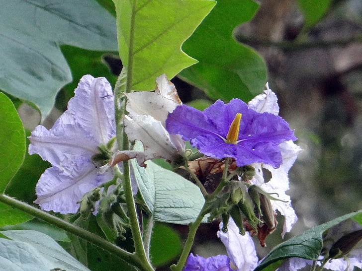 árbol de la patata, Estrella gigante árbol de patata, flor, violeta, Solanum macranthum, Solanaceae, Kodagu