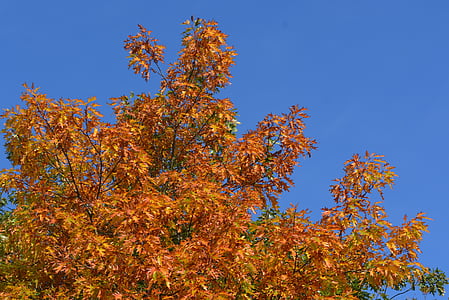 rudenį, lapai, spalvos, sezono metu, medis, rudens spalvos, rudens lapų