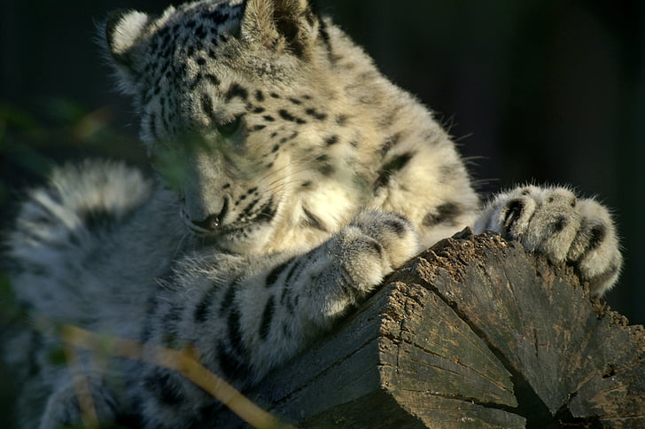 Snow leopard, Pantery śnieżne, drapieżniki, Żbik, Kot, zagrożone, młode zwierzę
