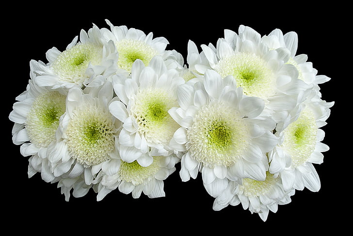 flor, Blanco, flor blanca, primavera, floración, creativa, Fondo