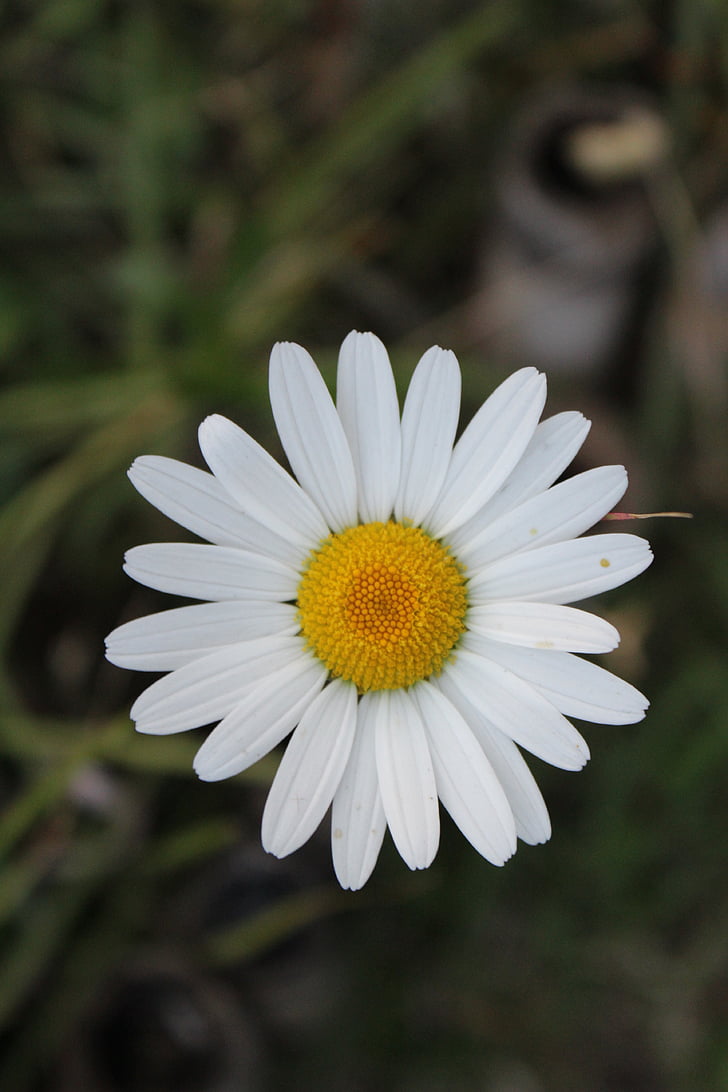 Біла квітка, білі квіти, хризантеми, квіти, рослини, Wildflower, Природа
