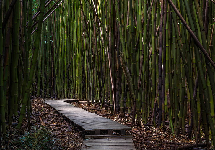 zaļa, bambusa, koks, augu, daba, ceļš, āra