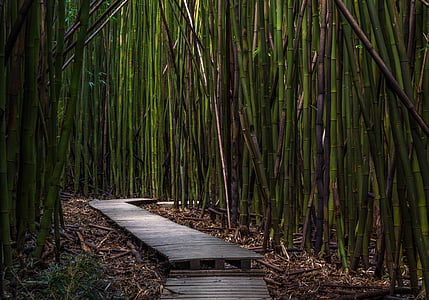 verde, bambù, albero, pianta, natura, percorso, all'aperto