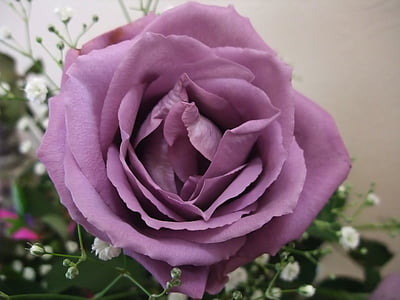color de rosa, flor, planta, floración, flor, hermosa, naturaleza