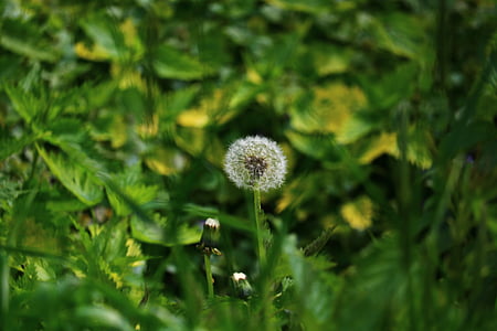 Meadow, Bồ công anh, màu xanh lá cây, mùa xuân, Thiên nhiên, Bokeh