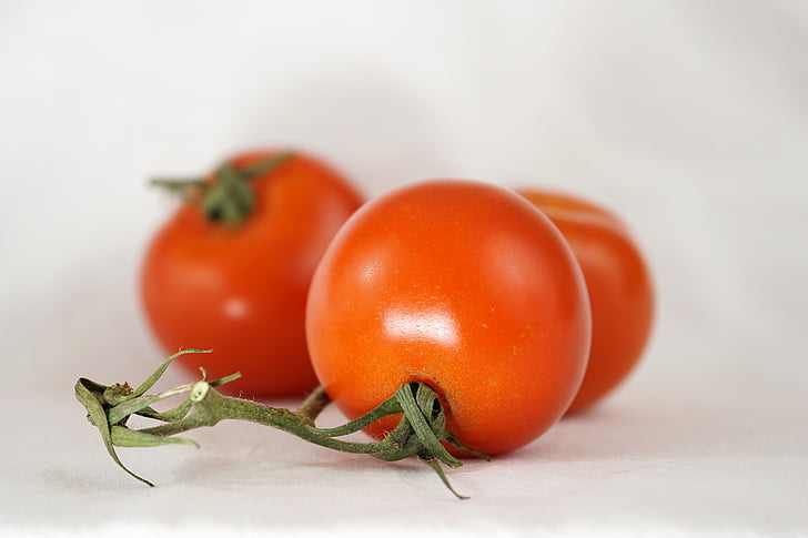 tomatoes, bush tomatoes, on the vine, nachtschattengewächs, garden, vegetables, food