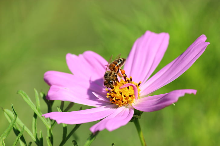 Blume, Biene, einer, Kosmos-Anlage, Cosmos bipinnatus, Sommer, Insekt