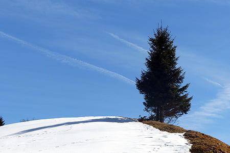 épinette, colline, reste de la neige, fin de l’hiver, Azure