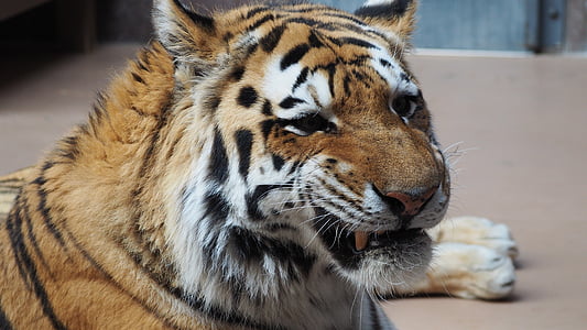 tiiger, Tiger nägu, portree, kass, looma, nägu, suur