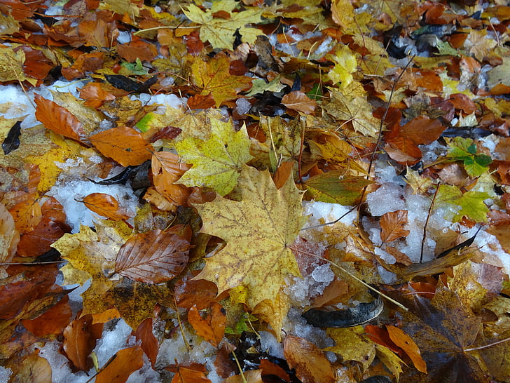 foglie, fogliame di caduta, foglia, marrone, autunno, colore di caduta, terra