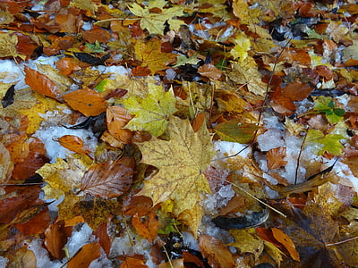 listi, padec listje, listov, rjava, jeseni, padec barve, tla