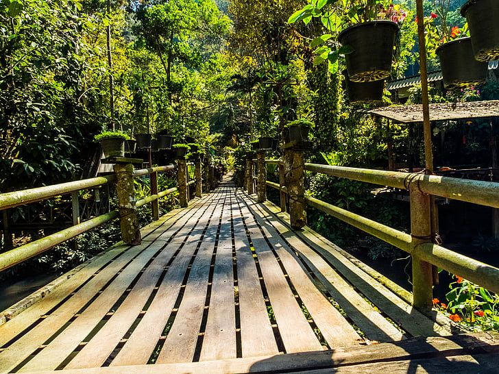 ponte, floresta, natureza