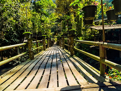 bridge, forest, nature