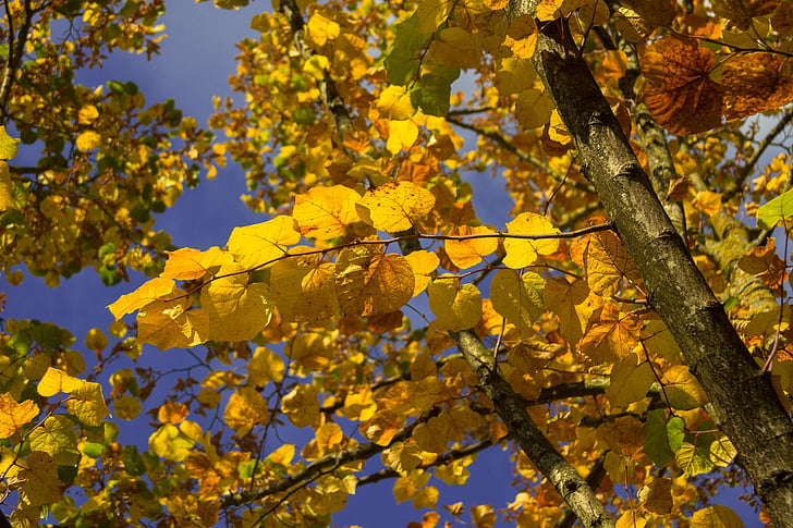 medis, geltona, rudos spalvos, rudenį, spalvos, lapai, rudenį