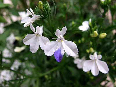 Lobelia, λουλούδι, Λιβάδι, φυτό, φύση, πεδία, ανθίζει
