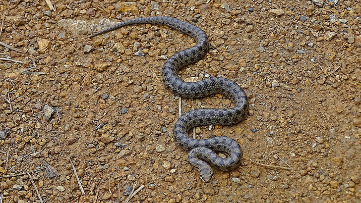 grass snake, tessellated, track, forester