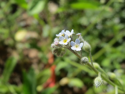 myosotis arvensis, field forget-me-not, wildflower, flora, botany, blossom, macro