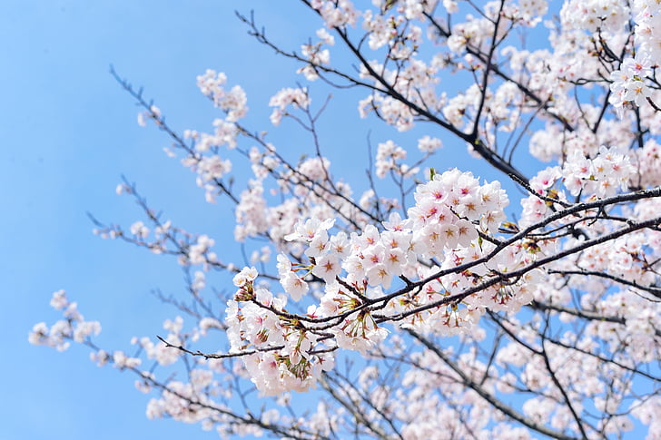 Japonija, kraštovaizdžio, pavasarį, augalų, mėlynas dangus, vyšnia, gėlės