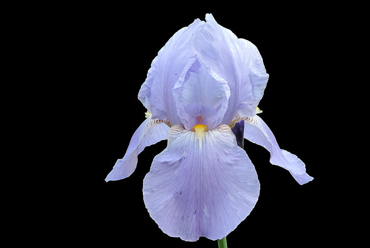 Iris, flor, flor, blau