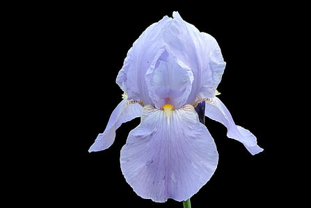 Iris, cvijet, cvatu, plava