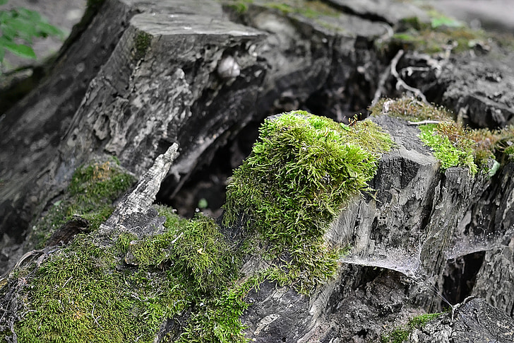 stump, moss, forest