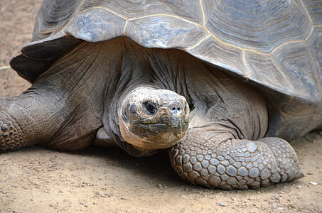 skildpadde, dyr, langsomt