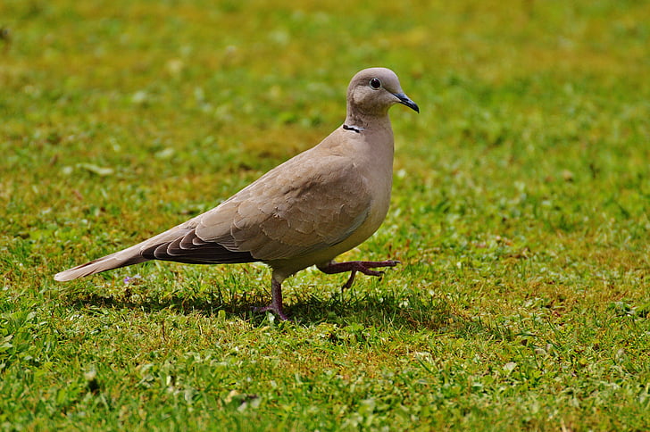 collared, Dove, fugl, fjer, natur, flyve, Wing