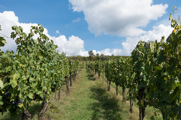 vynuogių auginimo, vynuogynas, vynuogių, šlaito, Gamta, rudenį, kraštovaizdžio