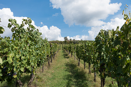 viticultura, vinya, vinya, pendent, natura, tardor, paisatge