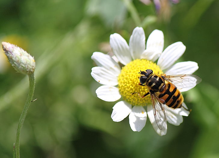 Hoverfly, inseto, macro, flor, natureza, Cor, Verão
